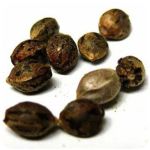 Семена марихуаны АК-47  (Seeds AK-47) в Пушкино